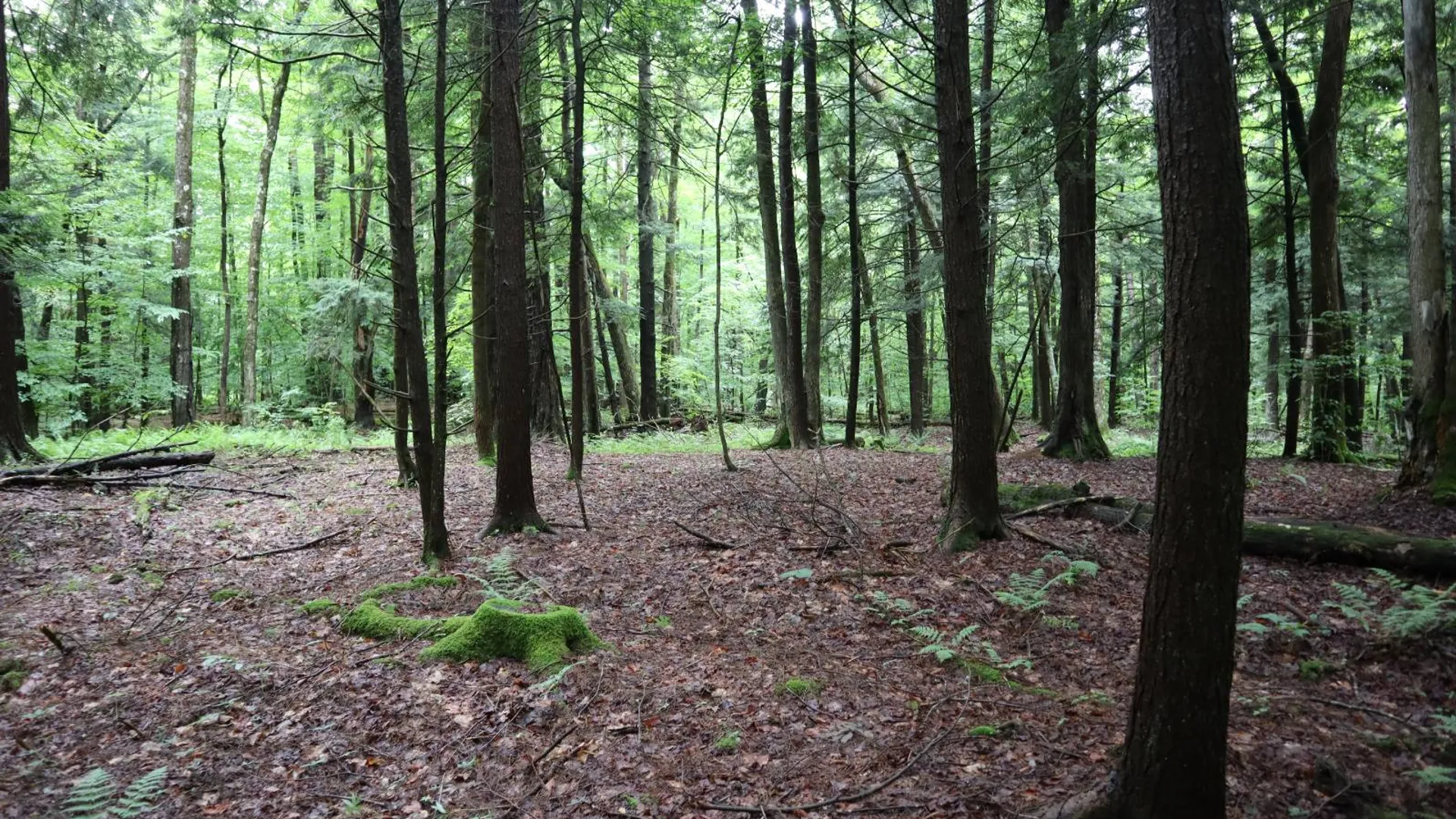 Property at 0 Corbin Hill Rd, Fultonville, NY 12072 49