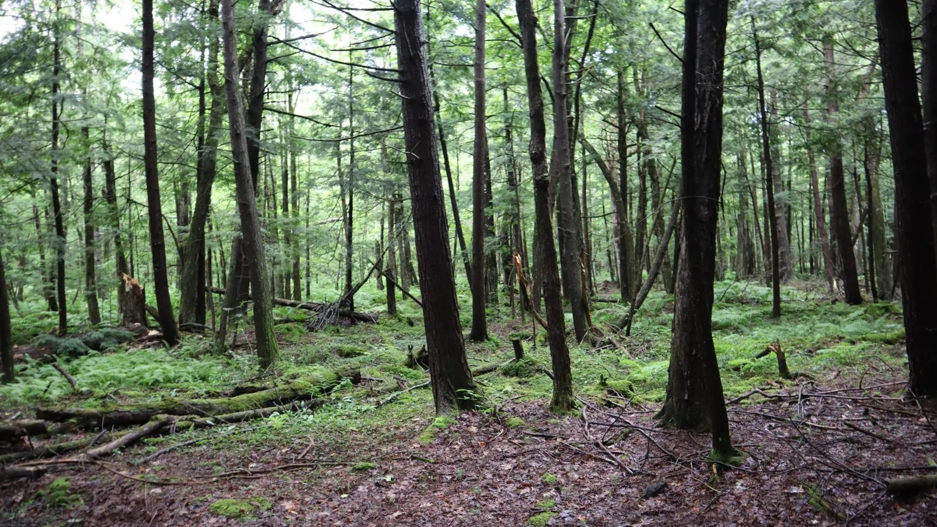 Property at 0 Corbin Hill Rd, Fultonville, NY 12072 51