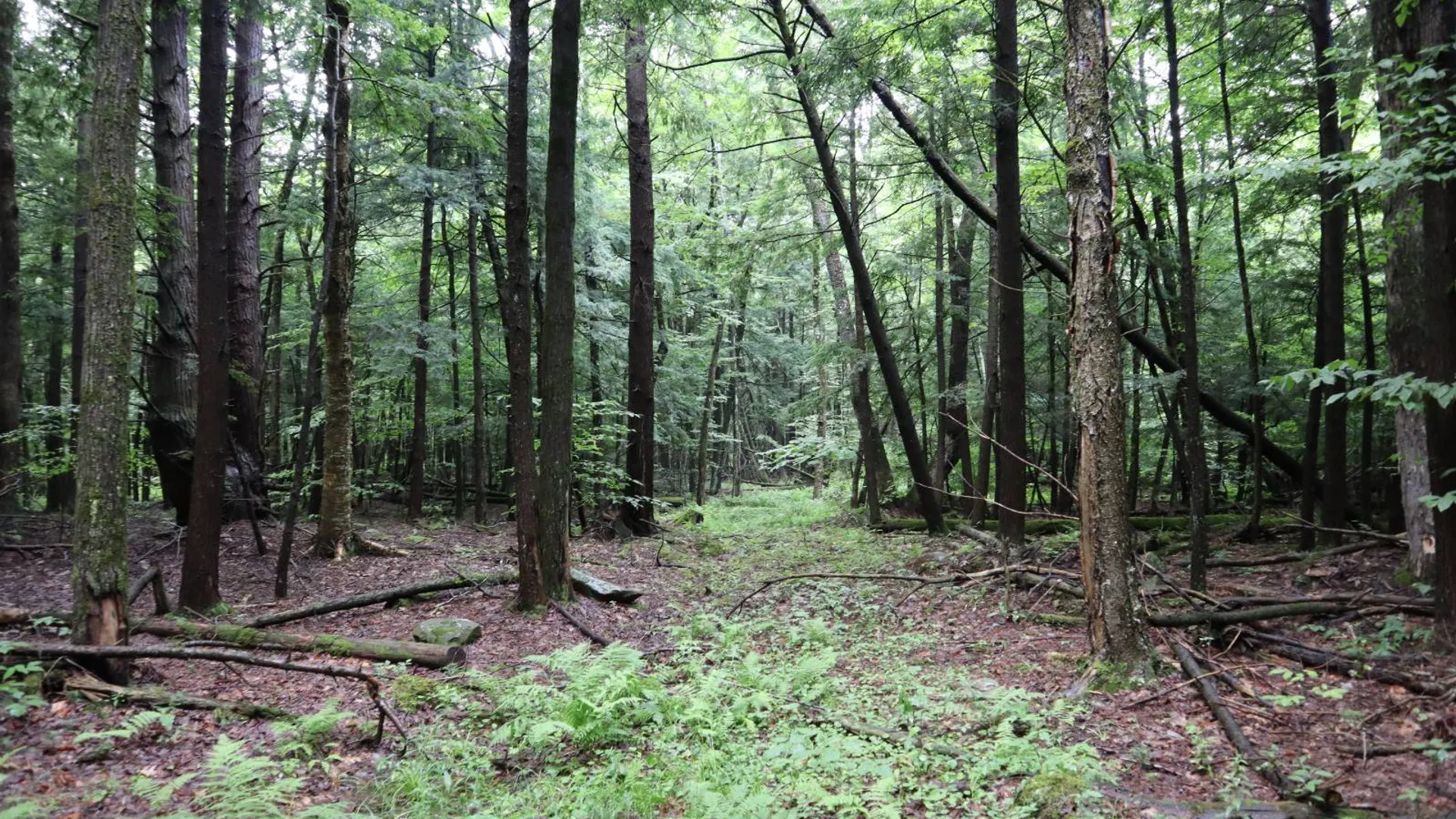 Property at 0 Corbin Hill Rd, Fultonville, NY 12072 54