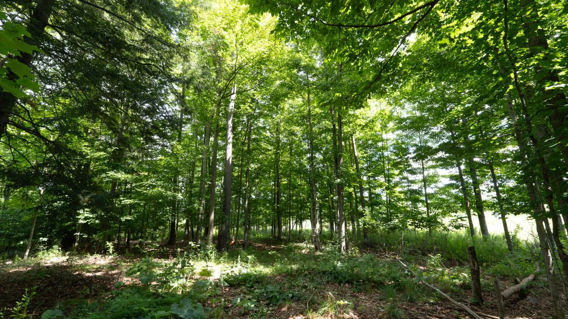 Property at 812 Gardnersville Rd, Sharons Springs, NY 13459 31