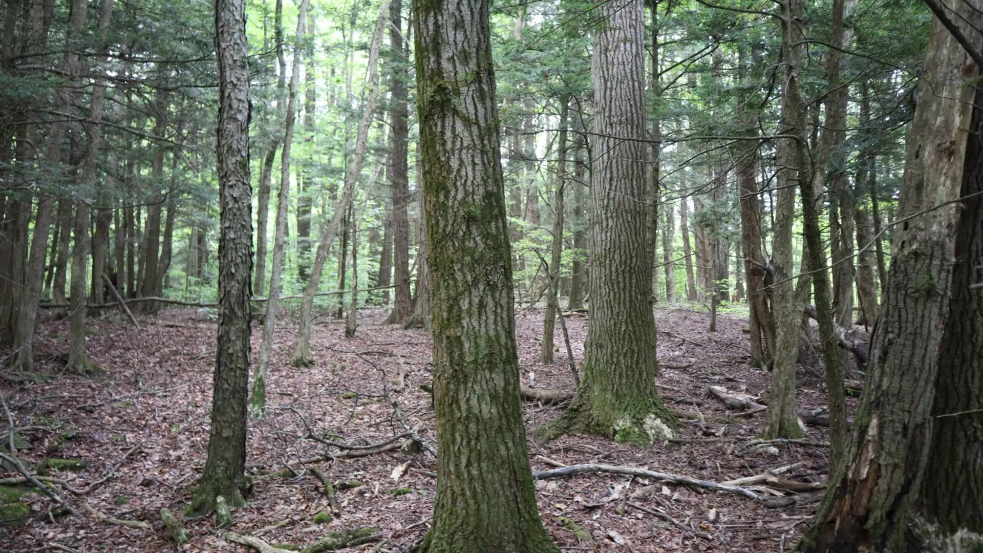 Property at 0 Route 30A, Fultonville, NY 12072 10