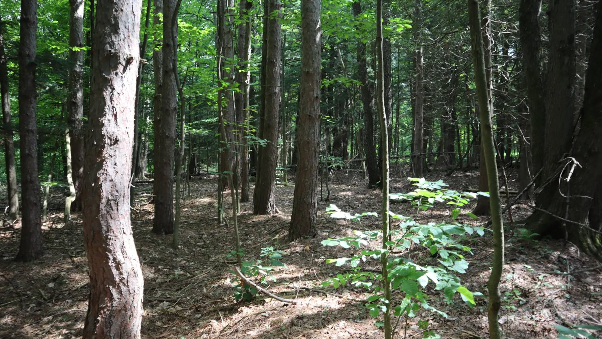 Property at 0 Route 30A, Fultonville, NY 12072 13