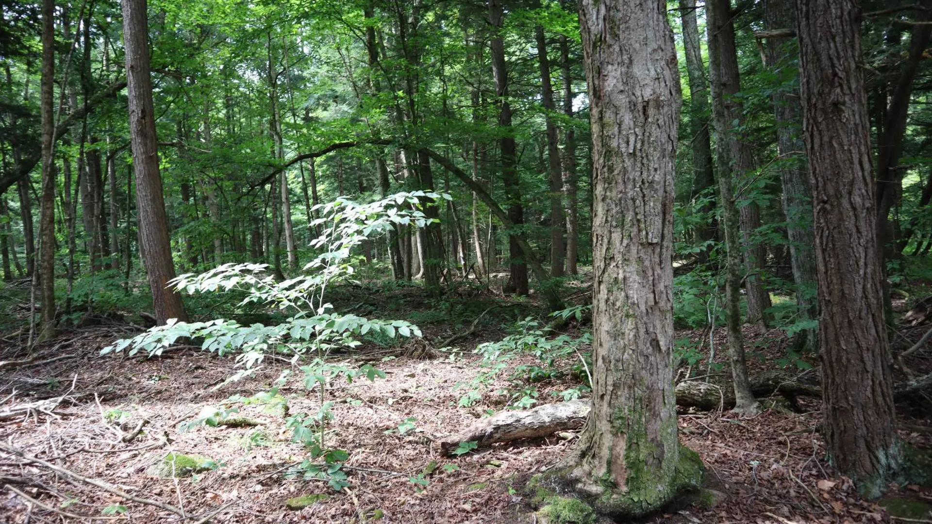 Property at 0 Route 30A, Fultonville, NY 12072 19