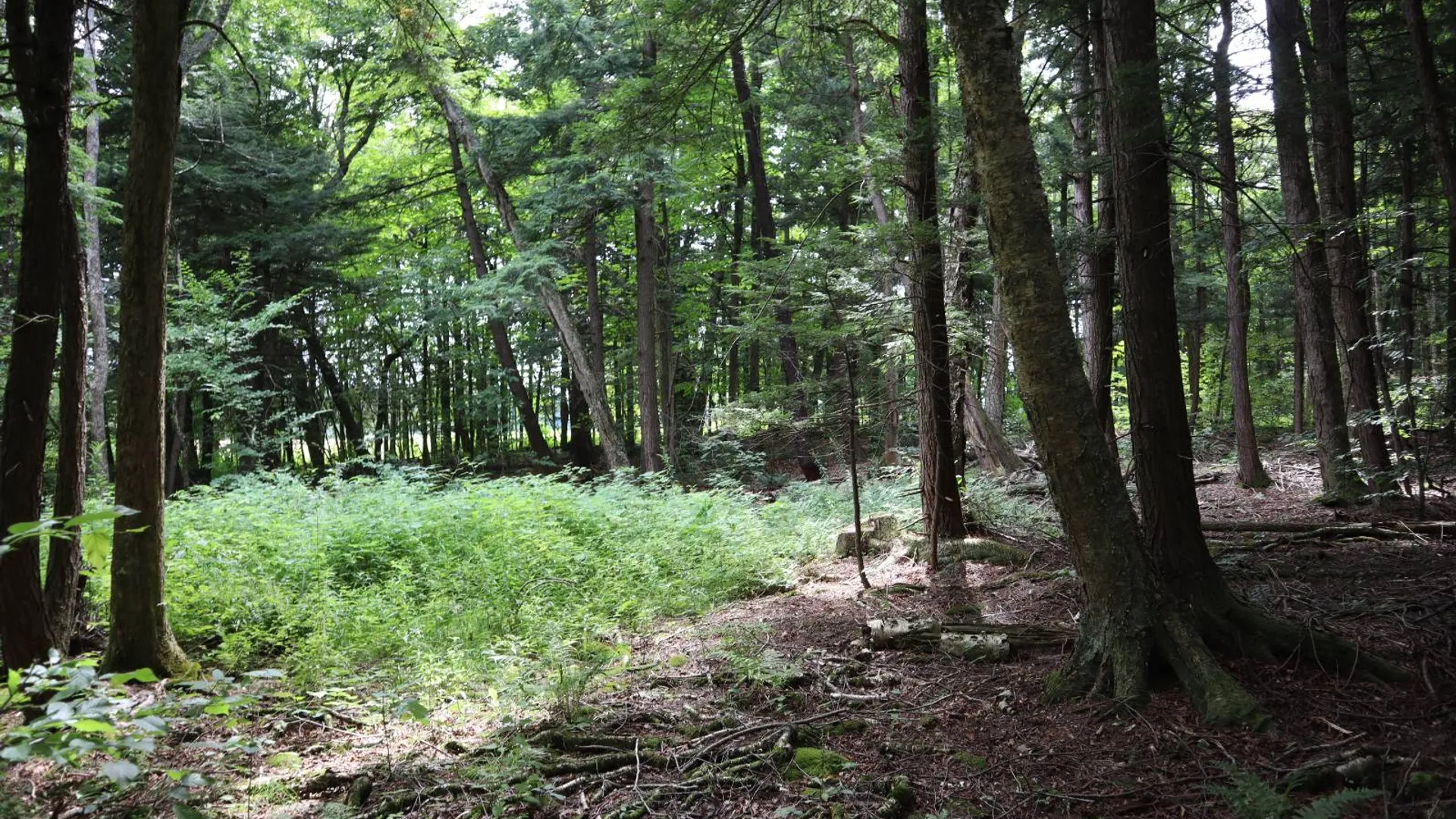 Property at 0 Route 30A, Fultonville, NY 12072 20