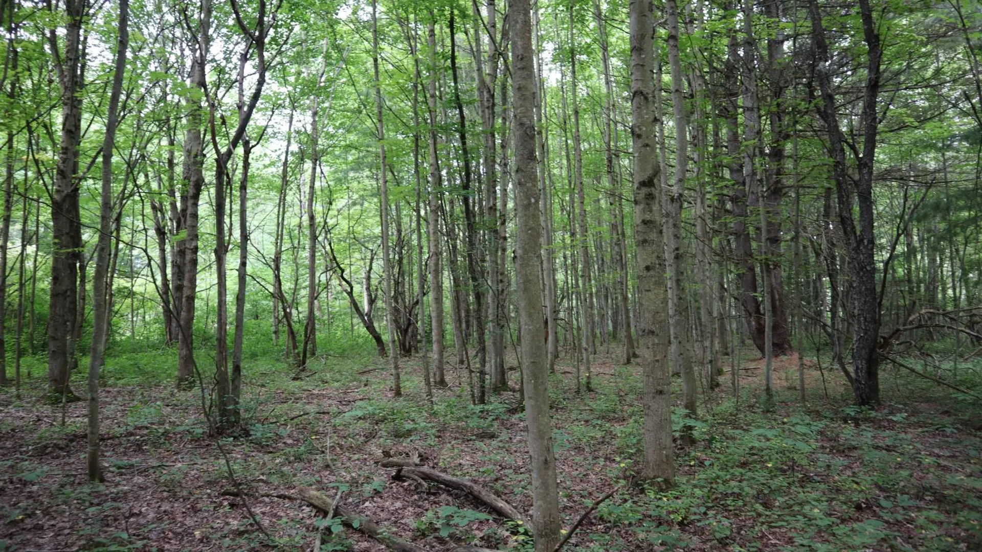 Property at 0 Route 30A, Fultonville, NY 12072 24