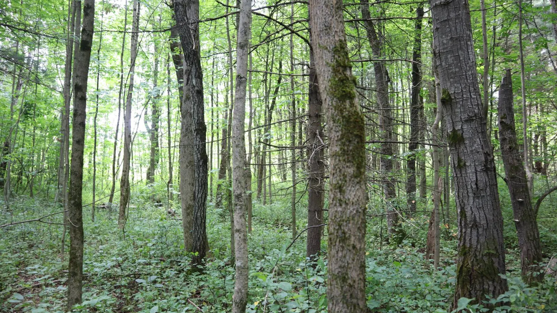 Property at 0 Route 30A, Fultonville, NY 12072 31