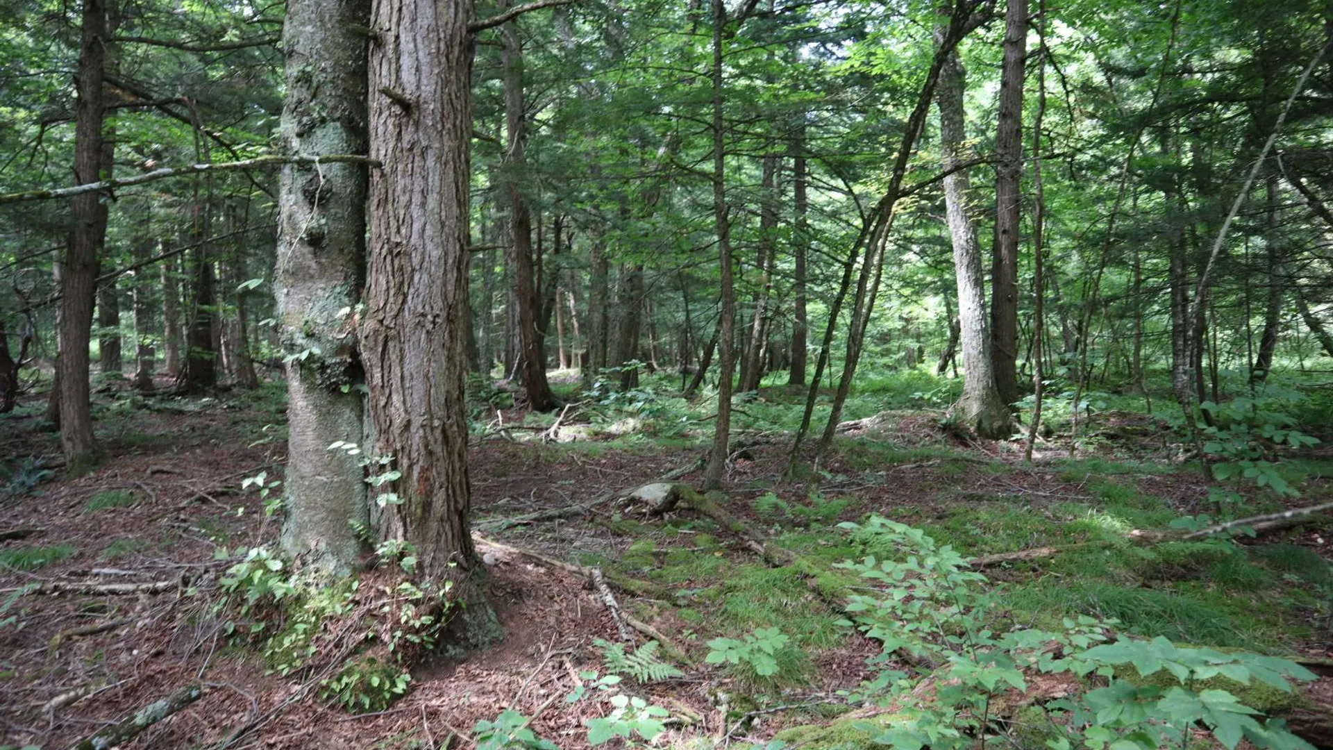 Property at 0 Route 30A, Fultonville, NY 12072 47
