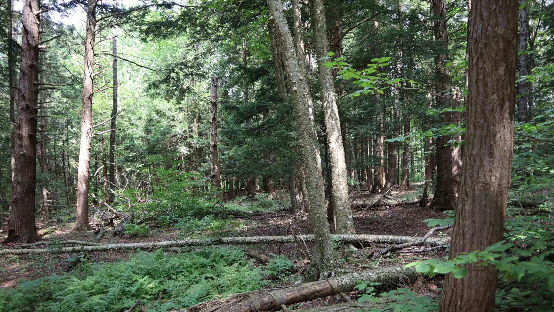 Property at 0 Route 30A, Fultonville, NY 12072 53