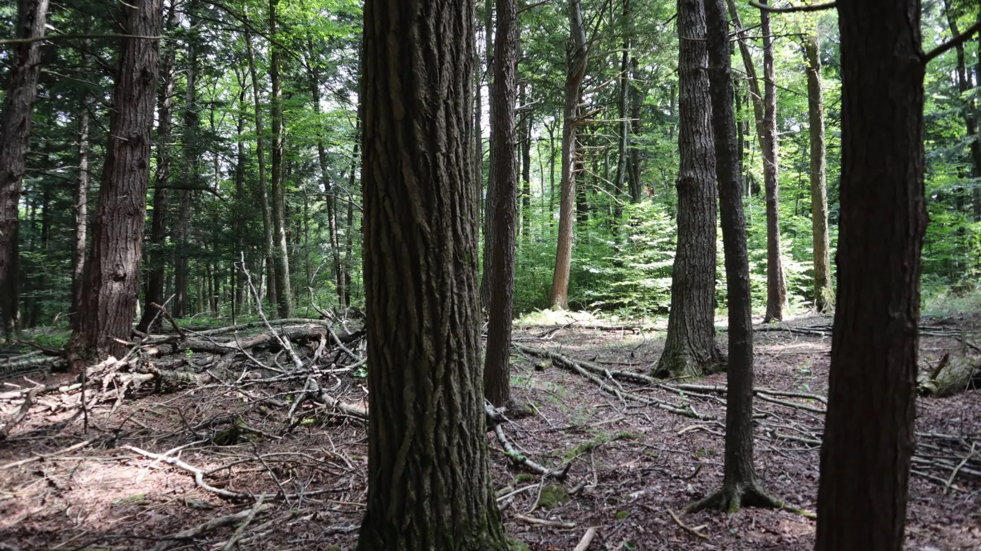 Property at 0 Route 30A, Fultonville, NY 12072 54