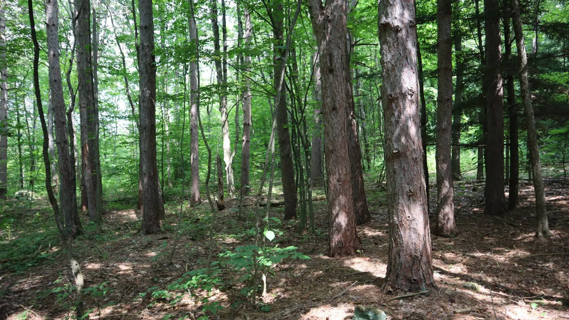 Property at 0 Route 30A, Fultonville, NY 12072 55