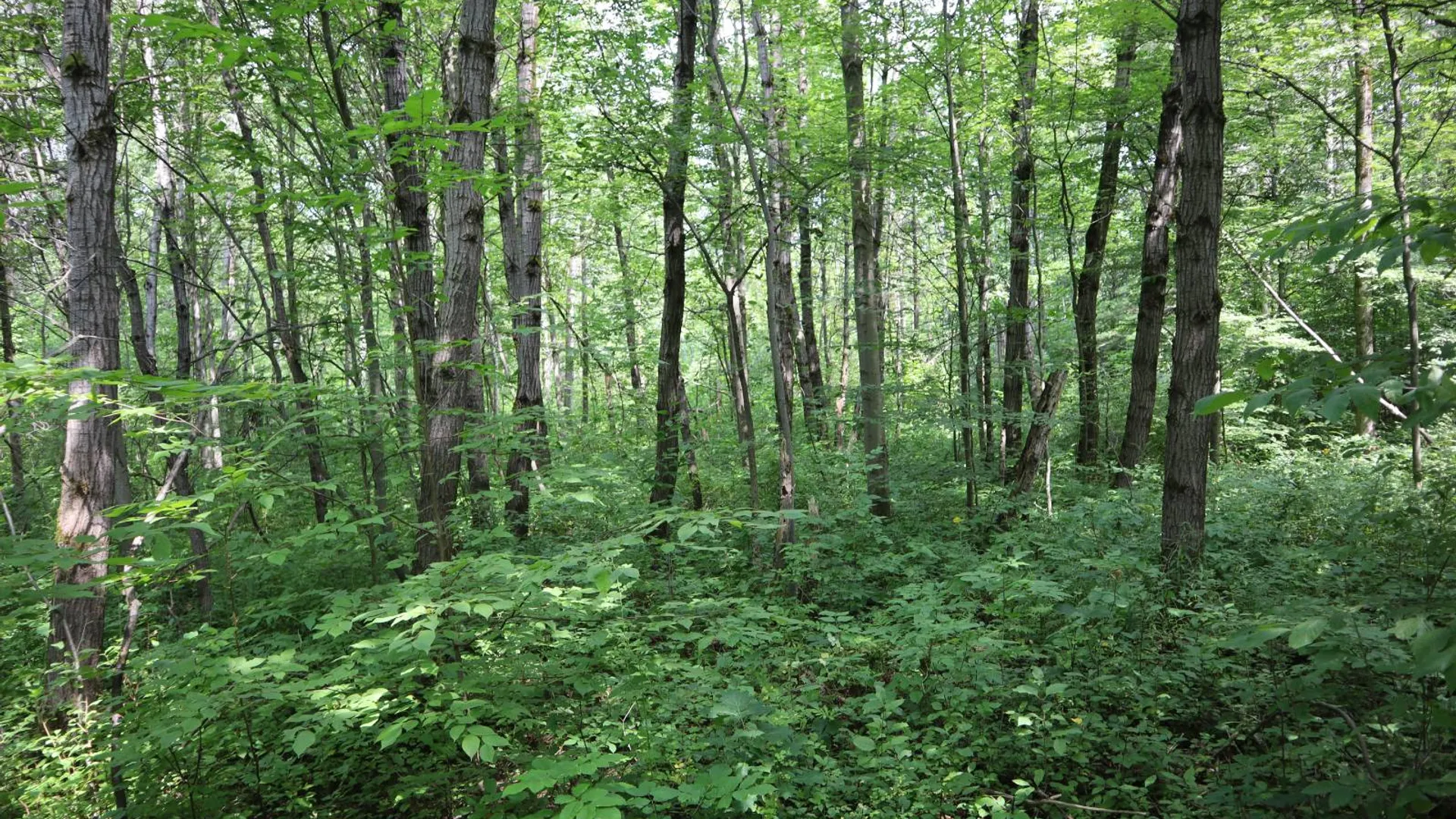 Property at 0 Route 30A, Fultonville, NY 12072 56