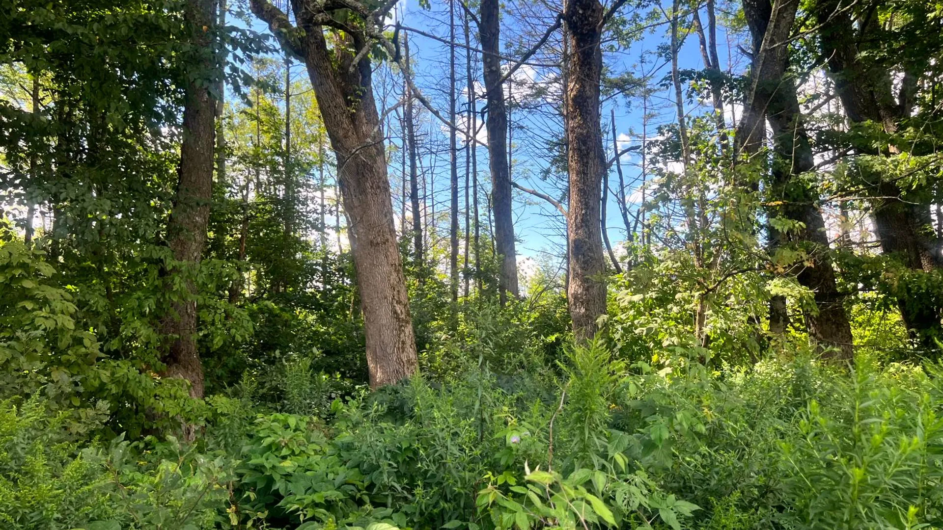 Property at 11 Skyview Lane, Smyrna, NY 13464 13