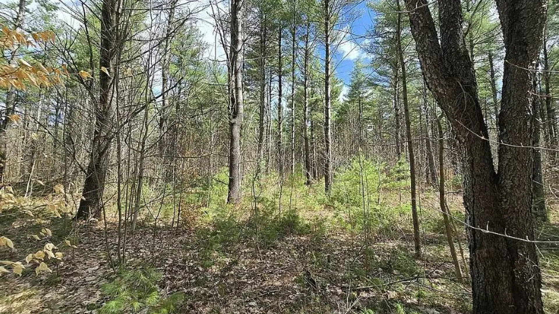 Property at 13612 Lewisburg Road, Diana, NY 13665 5