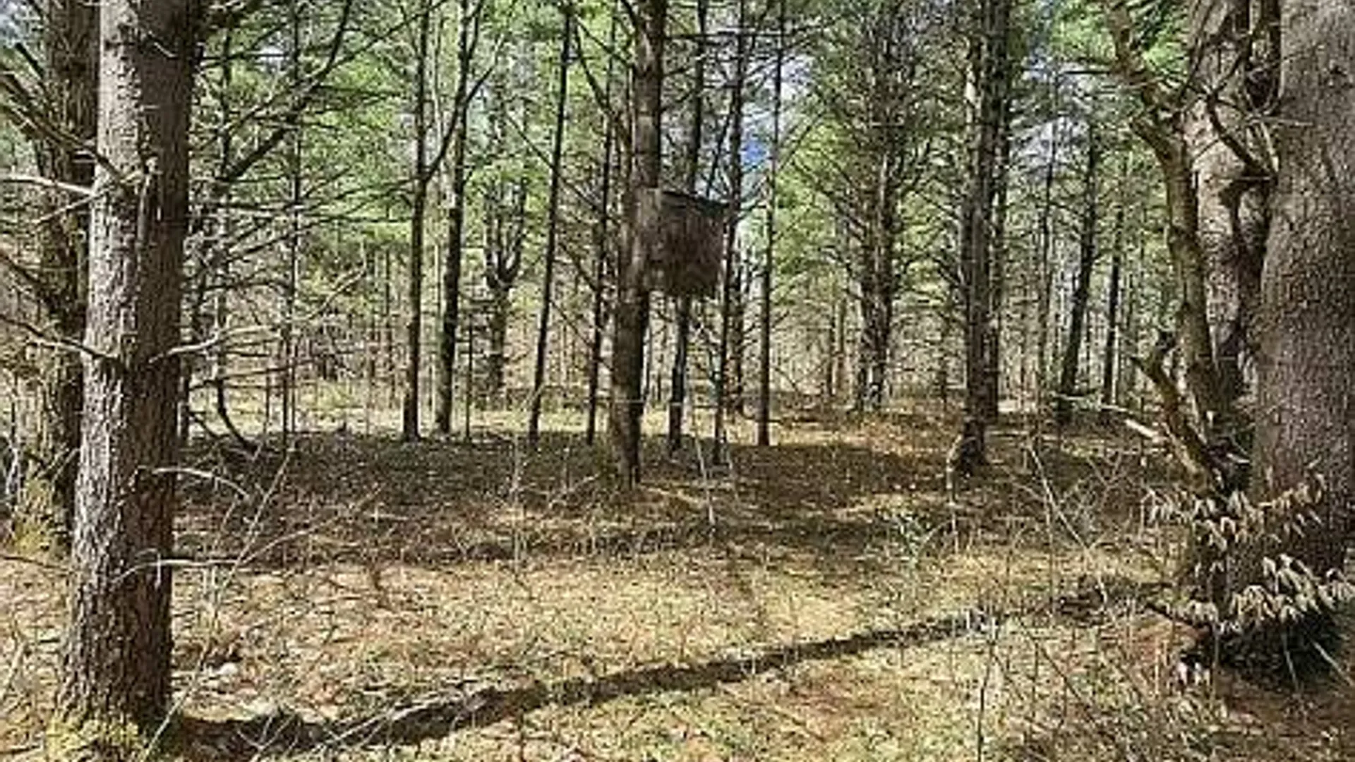 Property at 13612 Lewisburg Road, Diana, NY 13665 16