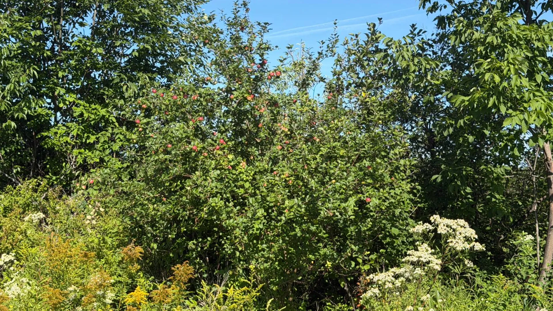 Property at 29 Station Hill Road, Ellenburg Depot, NY 12935 30