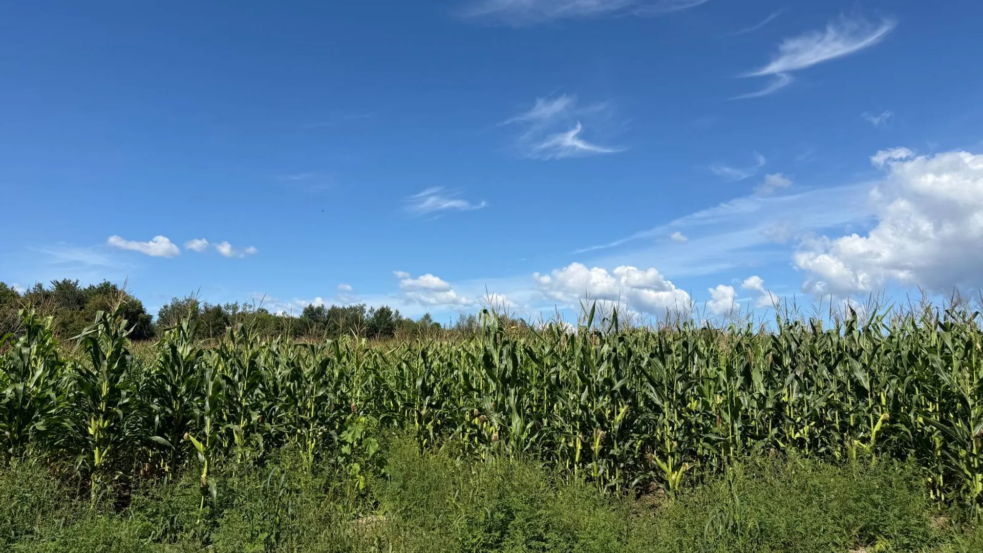Property at 29 Station Hill Road, Ellenburg Depot, NY 12935 43
