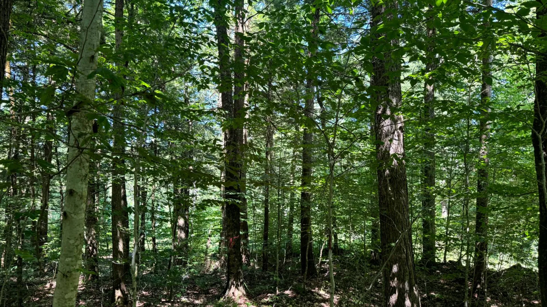 Property at 15 Carleton Pnd Rd, Camden, NY 13316 10