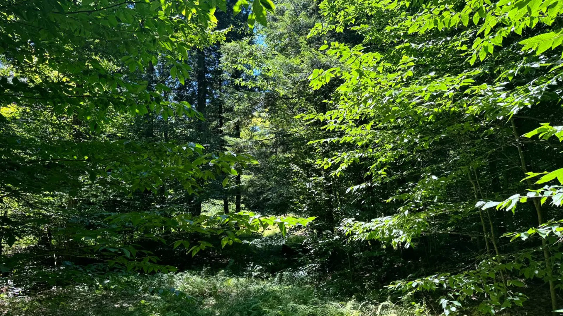 Property at 15 Carleton Pnd Rd, Camden, NY 13316 12