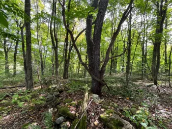 Property at 388B Fletcher Rd, Hopkinton, NY 13676