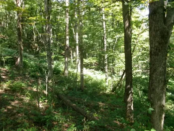 Property at 478 Dunham Road, Smyrna, NY 13464