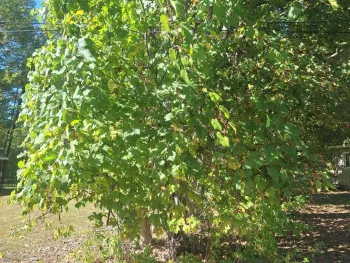 Property at L1 Northern Boulevard, Schodack, NY 12033
