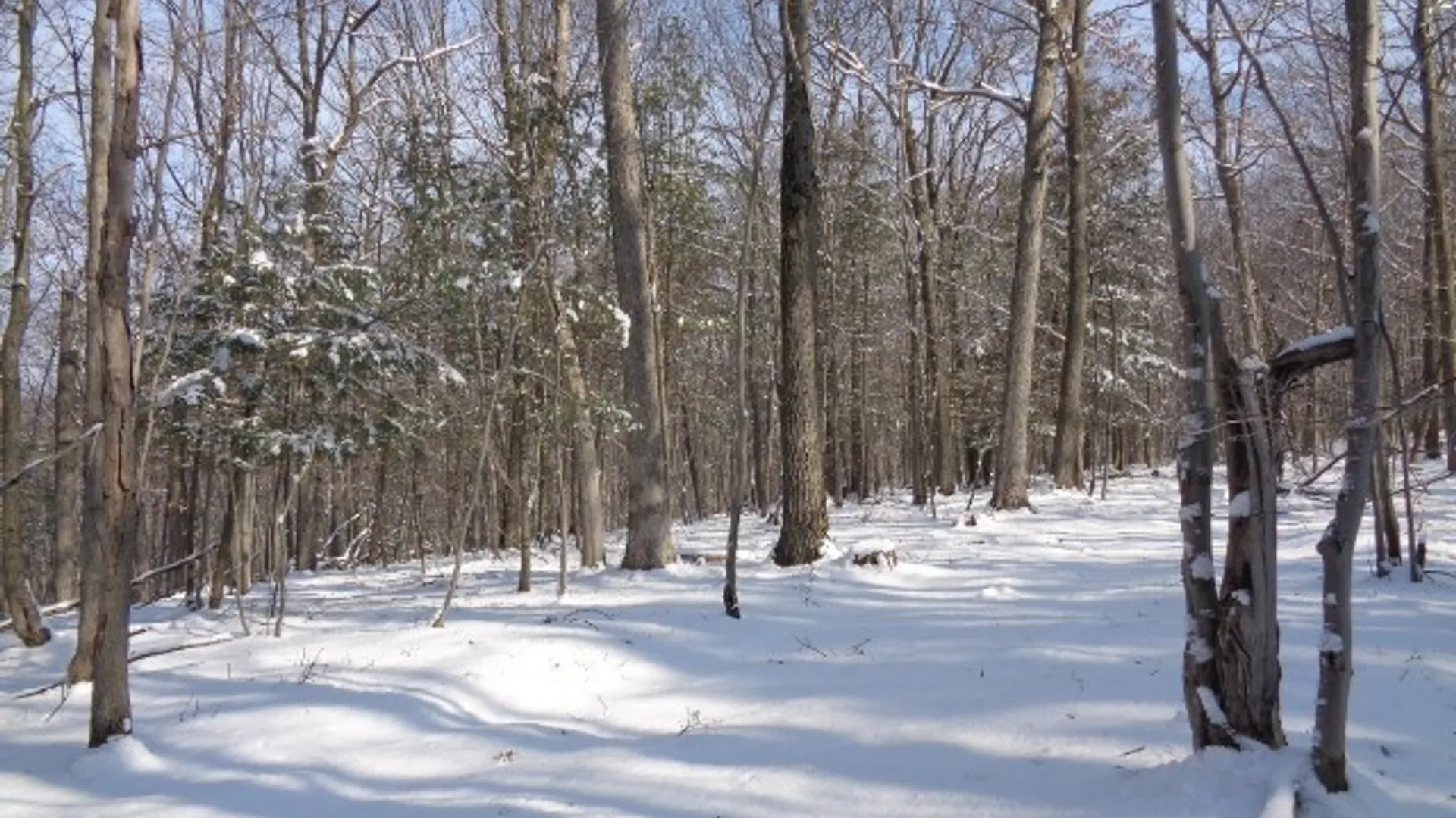 Property at 5151 Landis Road, Hartsville, NY 14843 14