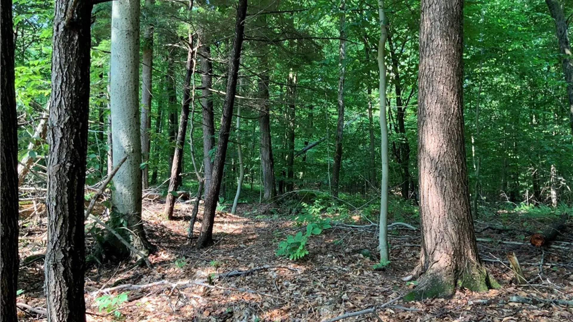Property at 25 Lincoln Mountain Road, Greenfield, NY 12833 15