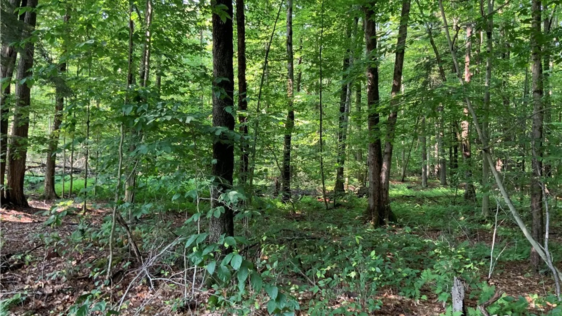 Property at 25 Lincoln Mountain Road, Greenfield, NY 12833 17