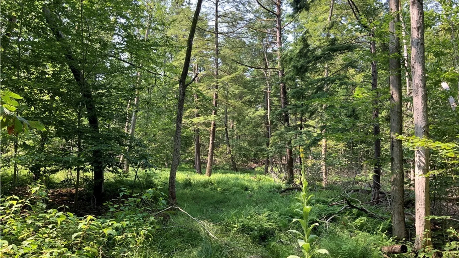Property at 25 Lincoln Mountain Road, Greenfield, NY 12833 29