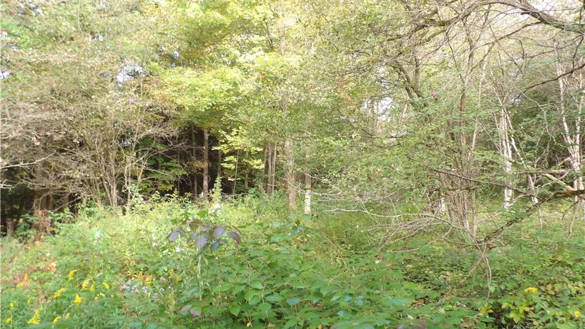 Property at 0 Cabbage Hill Rd, French Creek, NY 14724 18