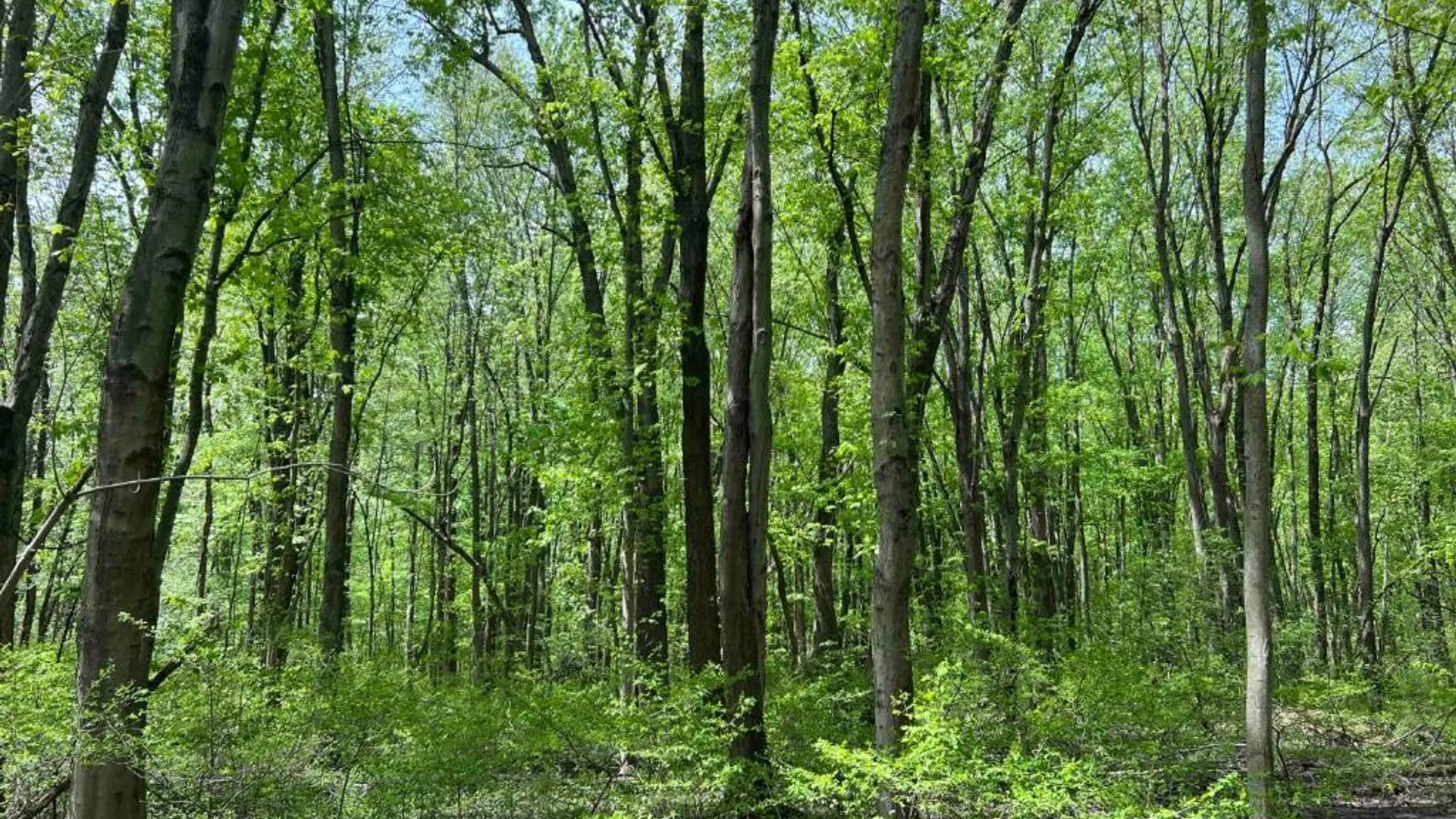 Property at 0 Pilgrimport Road, Lyons, NY 14489 6