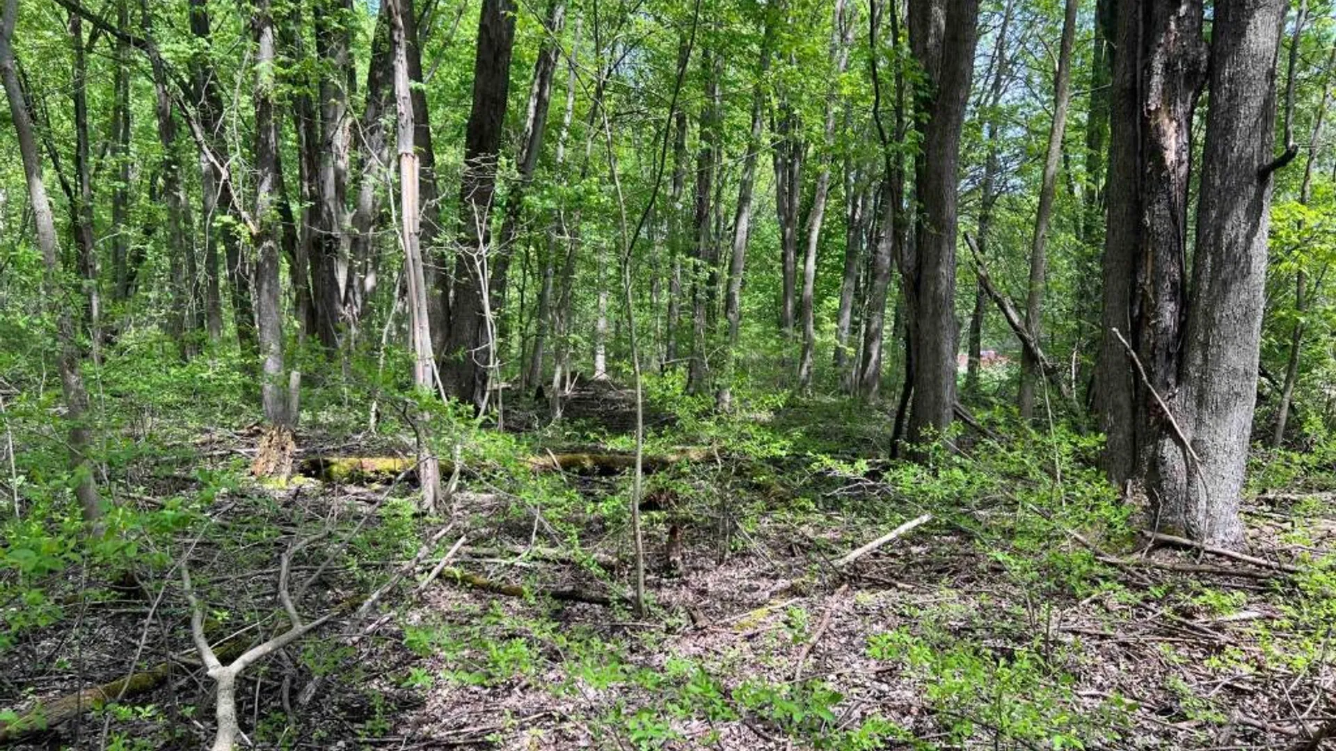 Property at 0 Pilgrimport Road, Lyons, NY 14489 9