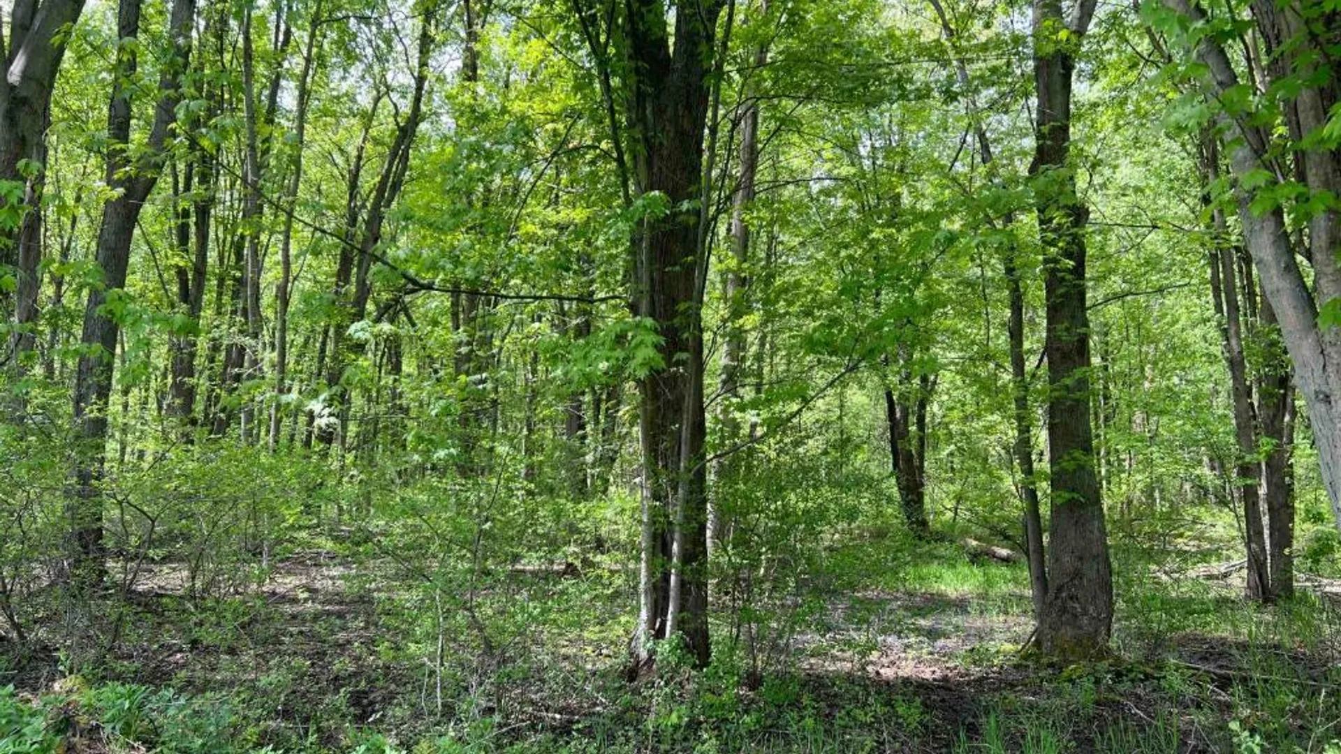 Property at 0 Pilgrimport Road, Lyons, NY 14489 31