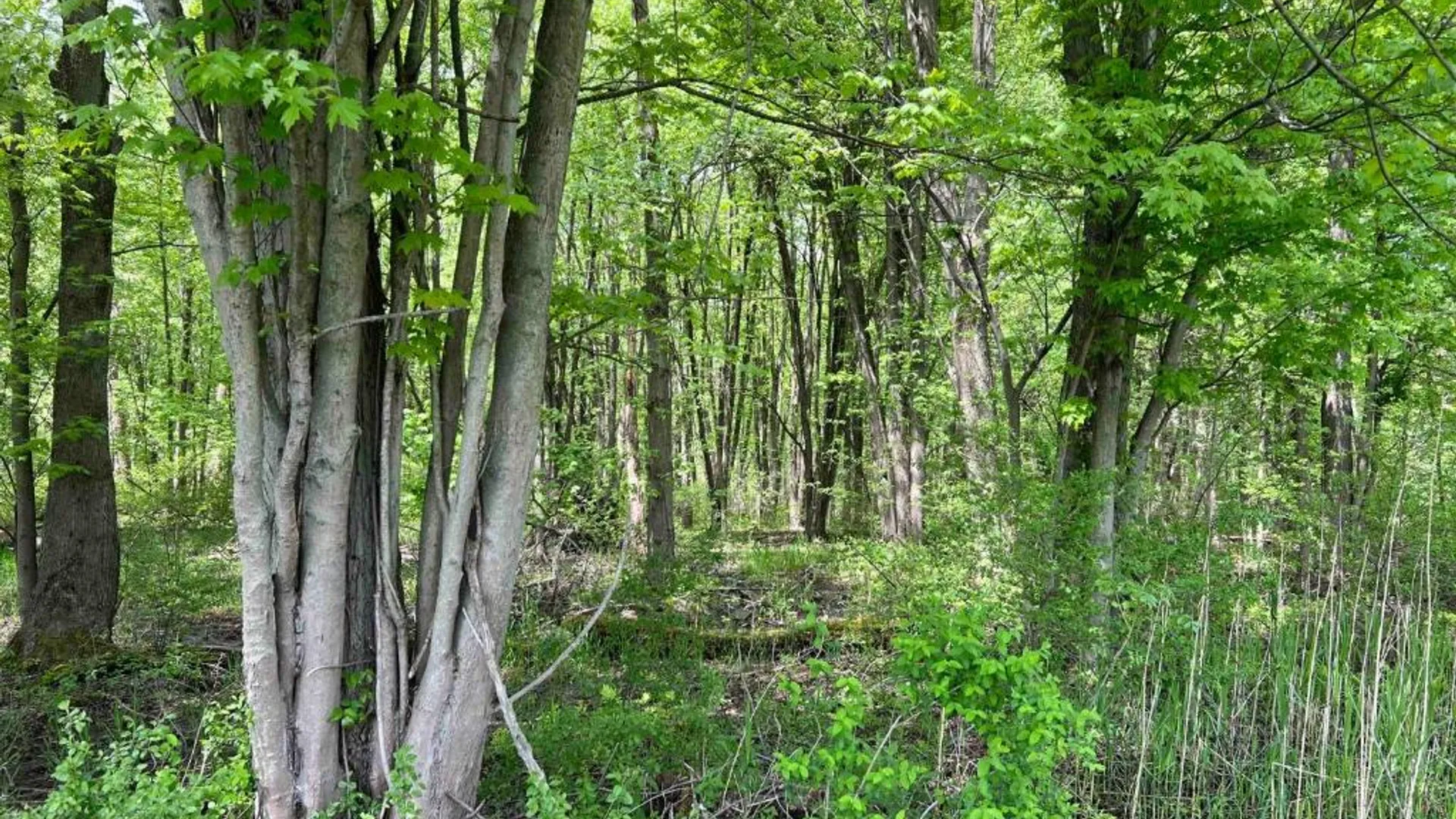 Property at 0 Pilgrimport Road, Lyons, NY 14489 20