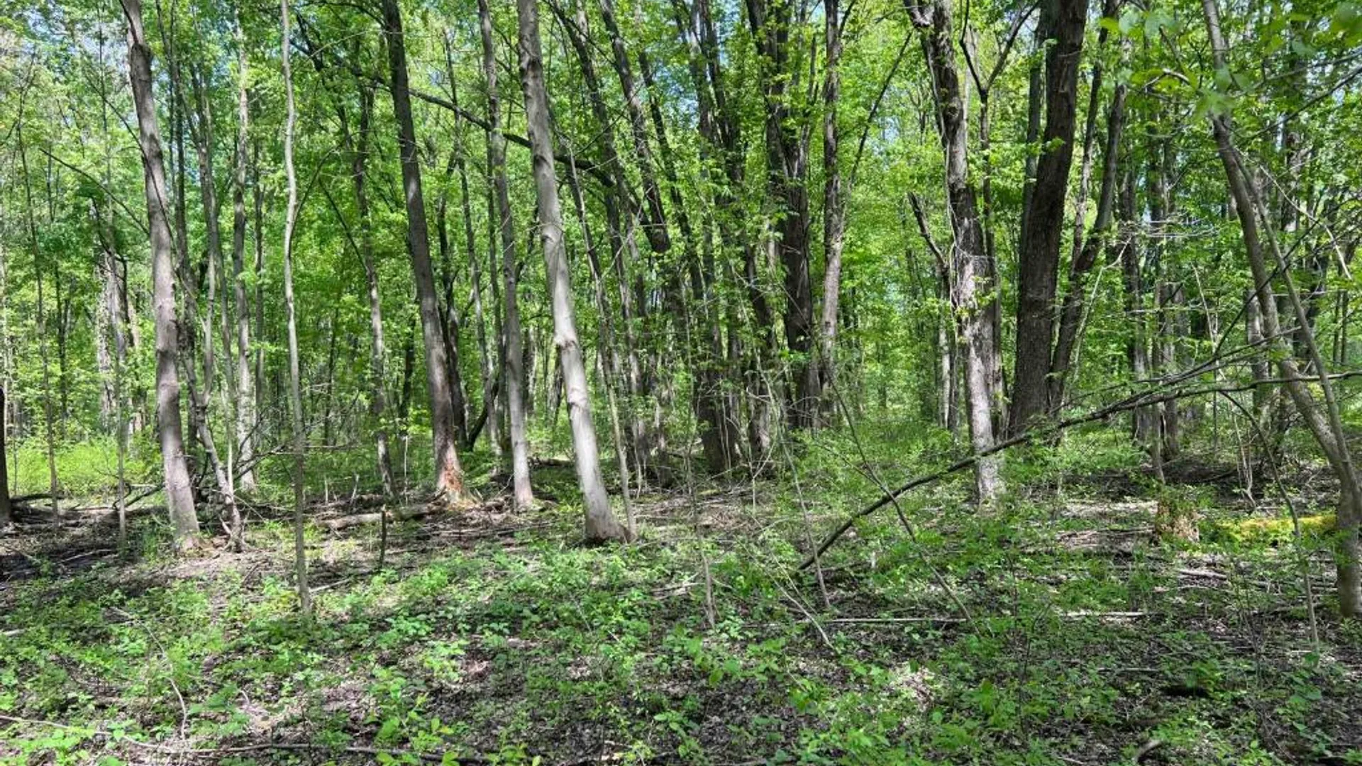 Property at 0 Pilgrimport Road, Lyons, NY 14489 5