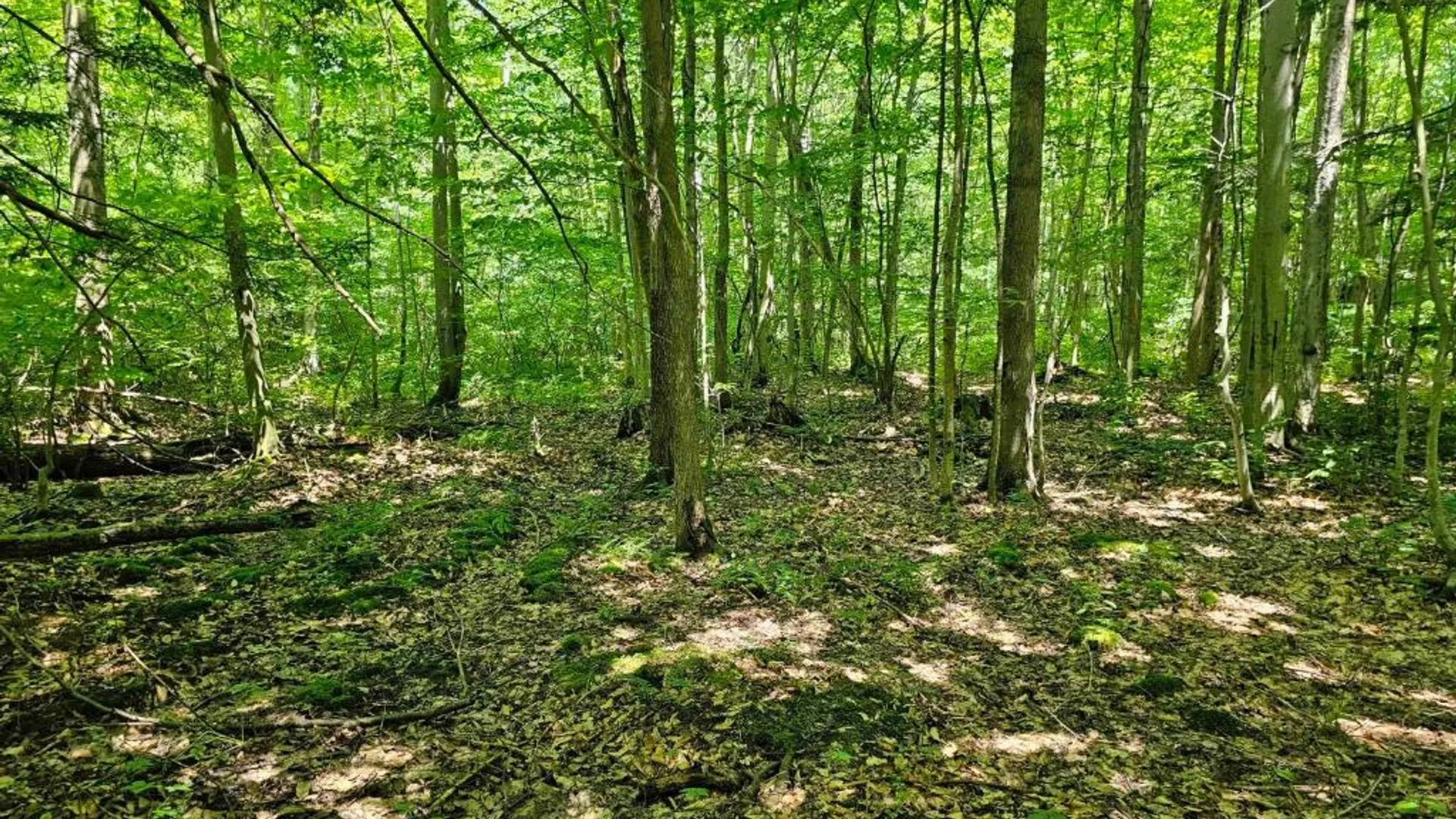 Property at 0 Lake Bluff Road, Huron, NY 14516 26