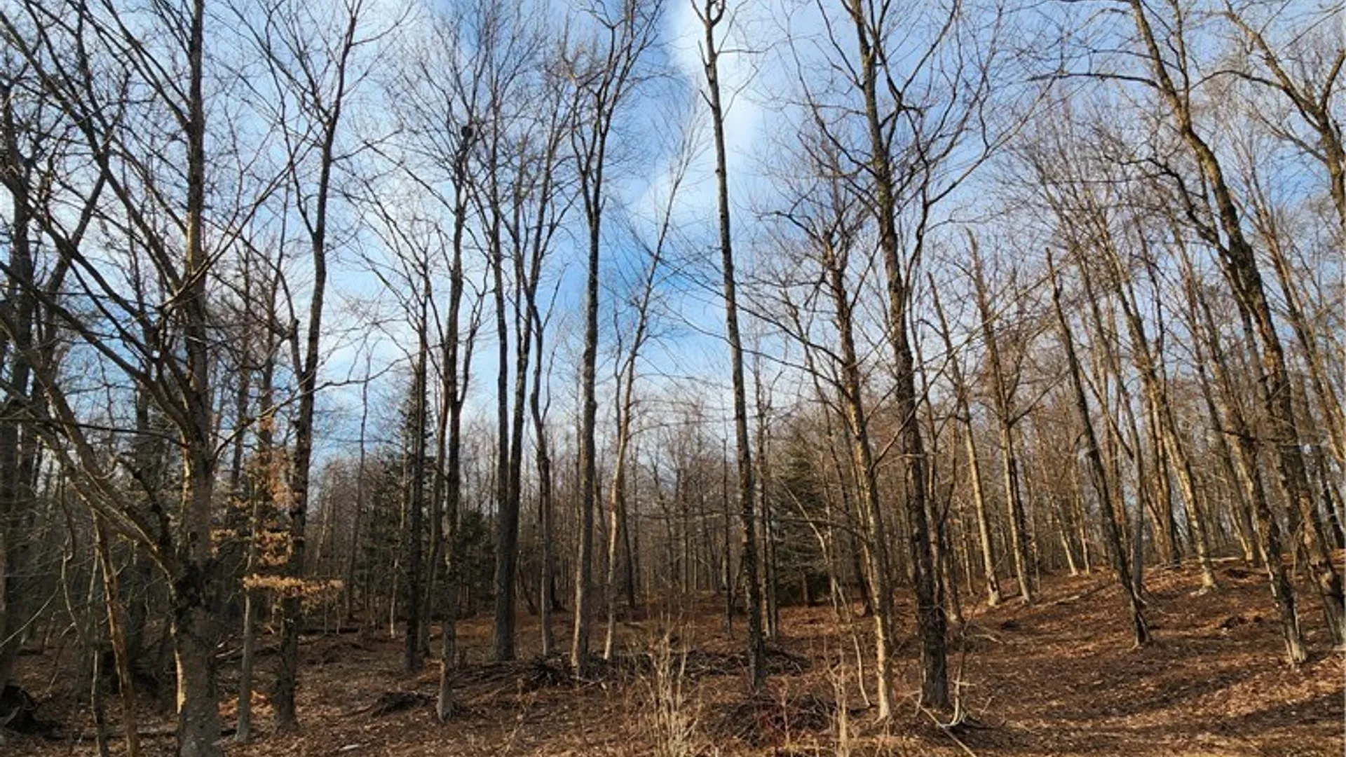 Property at 0000 Jess Drive, Redfield, NY 13437 2