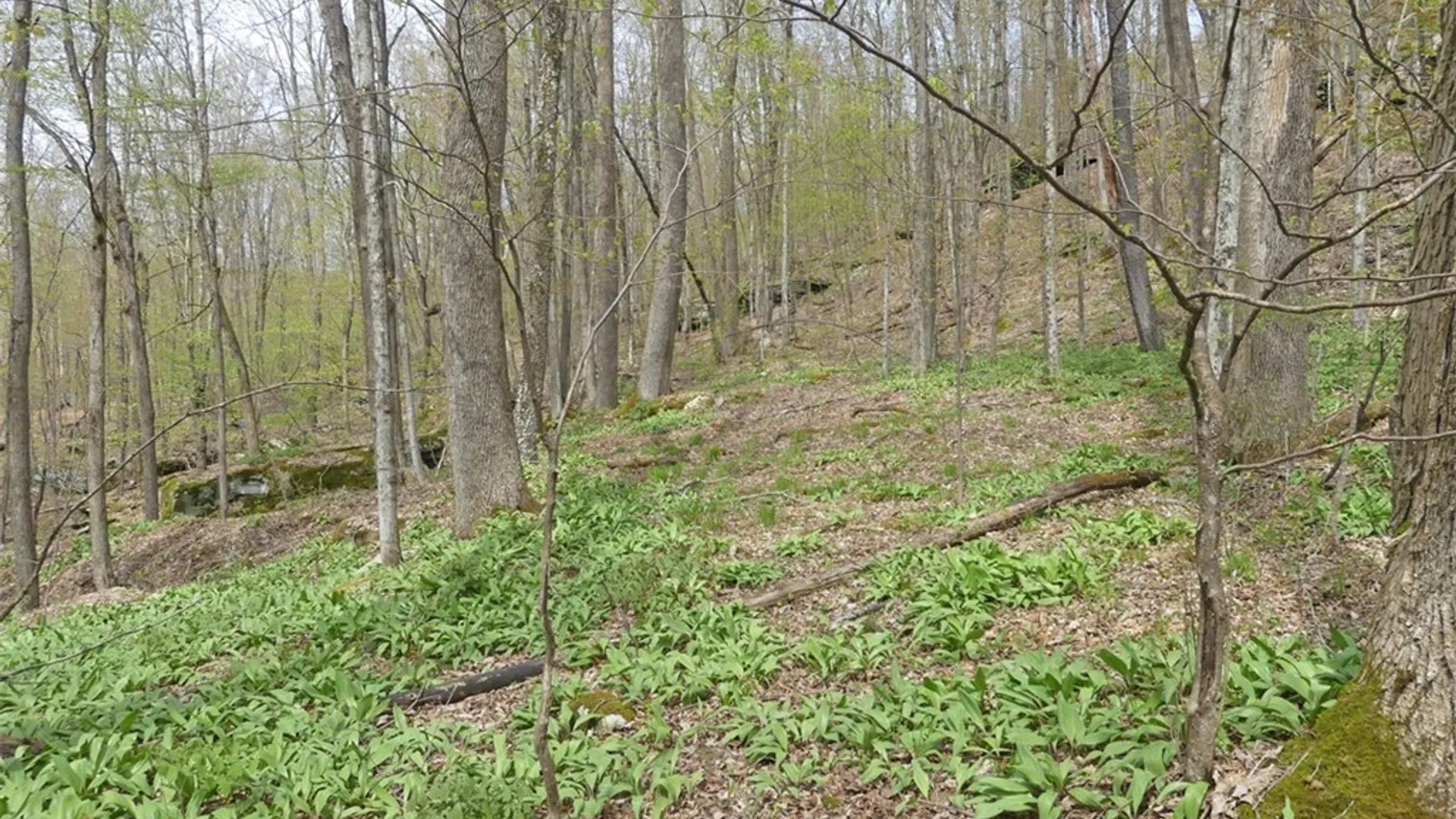 Property at Lot 26 Timberland Drive, Andes, NY 13731 3