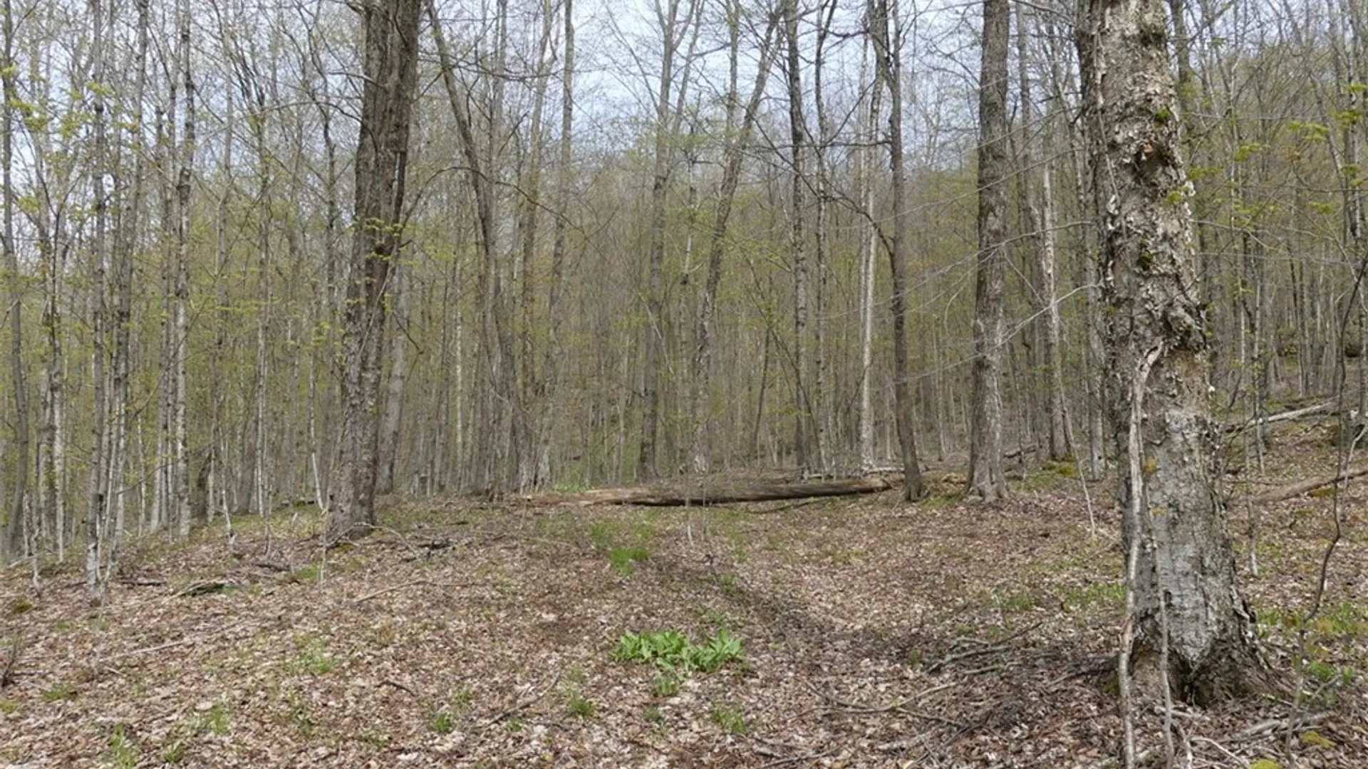 Property at Lot 26 Timberland Drive, Andes, NY 13731 5
