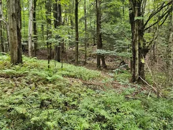 Property at VL Rabbit Road, East Otto, NY 14729