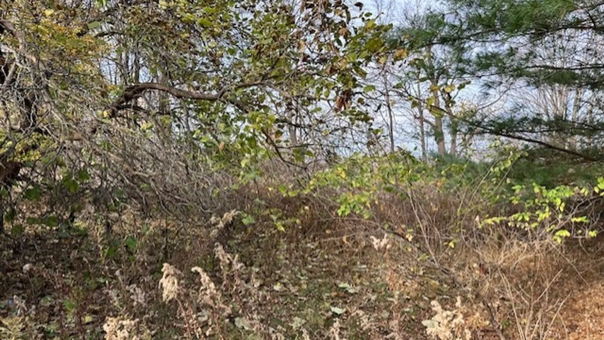 Property at 8379 Green Road, West Sparta, NY 14437 5