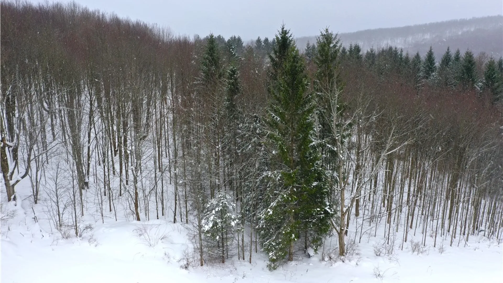 Property at 11 Trail Heights, Ellicottville, NY 14731 17