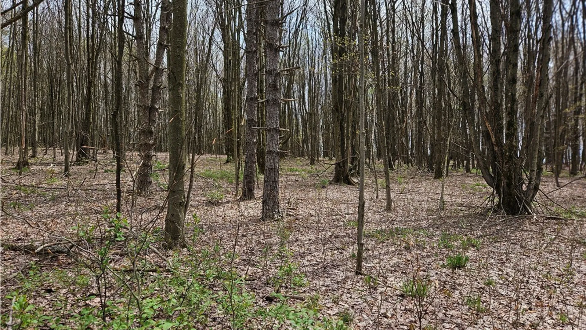 Property at 11 Trail Heights, Ellicottville, NY 14731 10