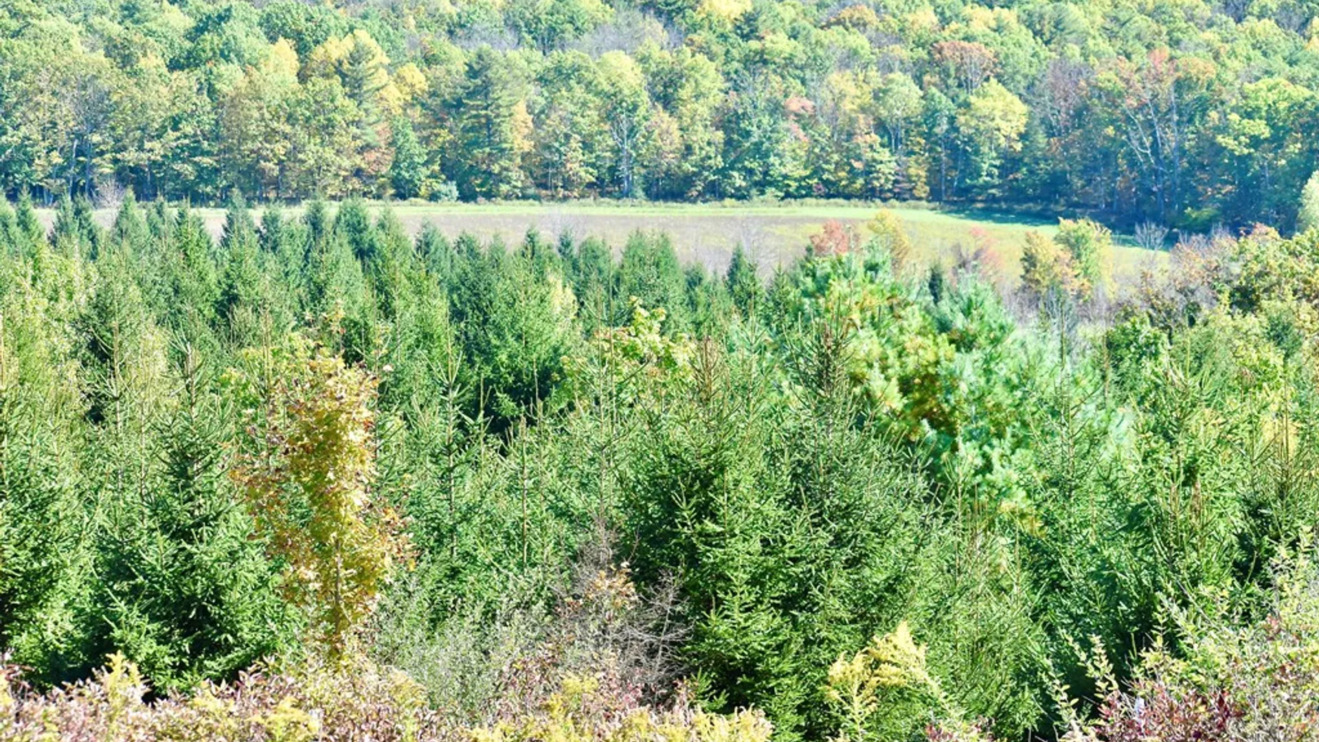 Property at 1980 COUNTY RT. 81, Rathbone, NY 14801 4