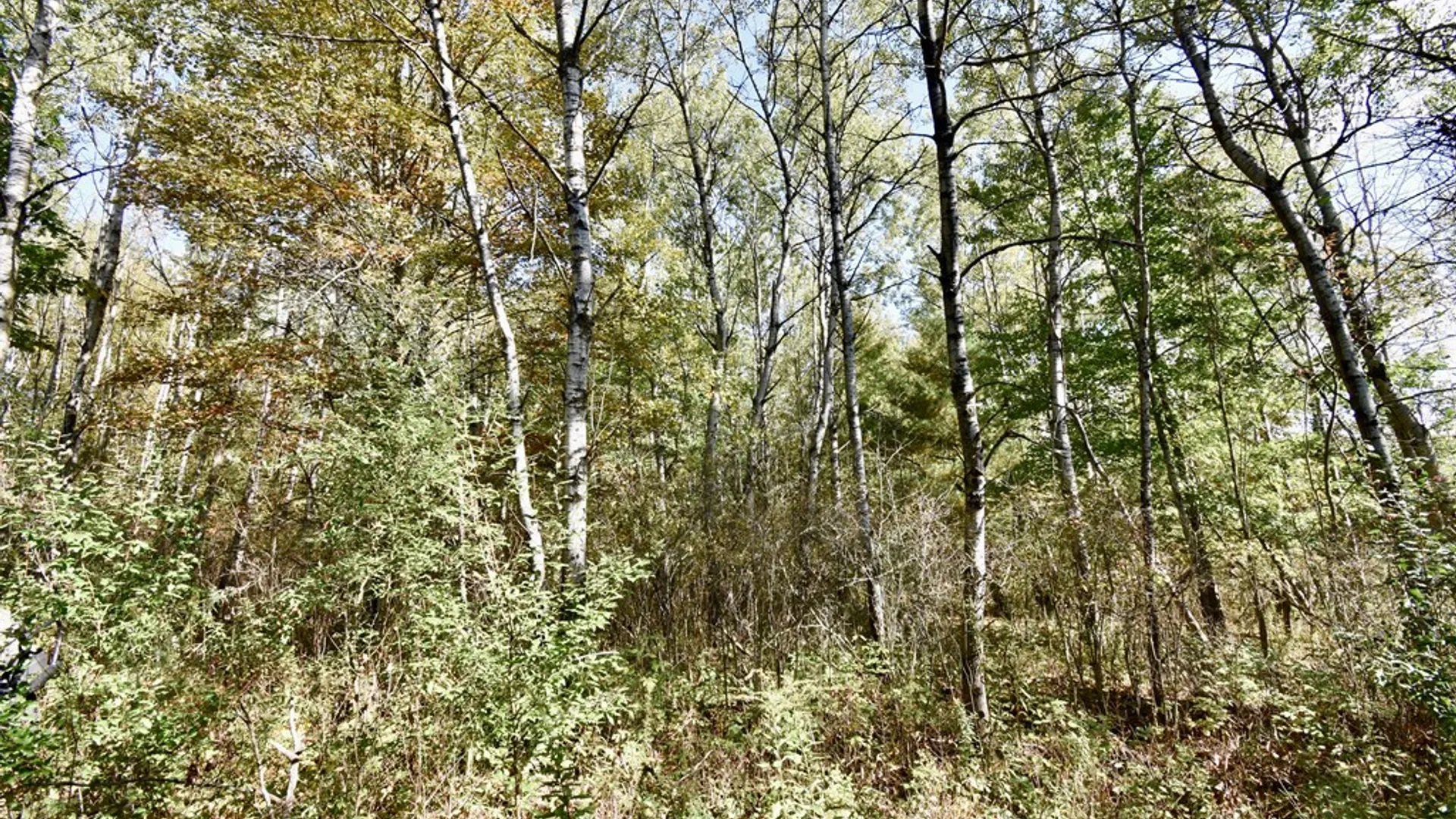 Property at 1980 COUNTY RT. 81, Rathbone, NY 14801 8