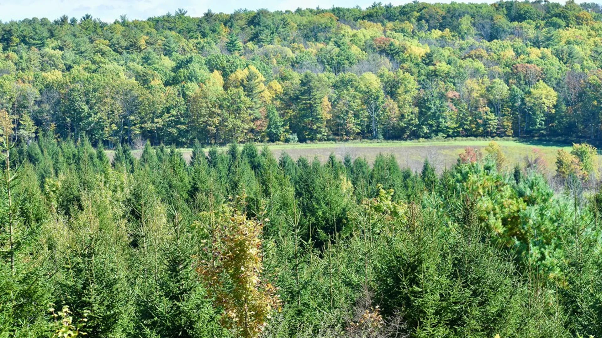 Property at 1980 COUNTY RT. 81, Rathbone, NY 14801 3