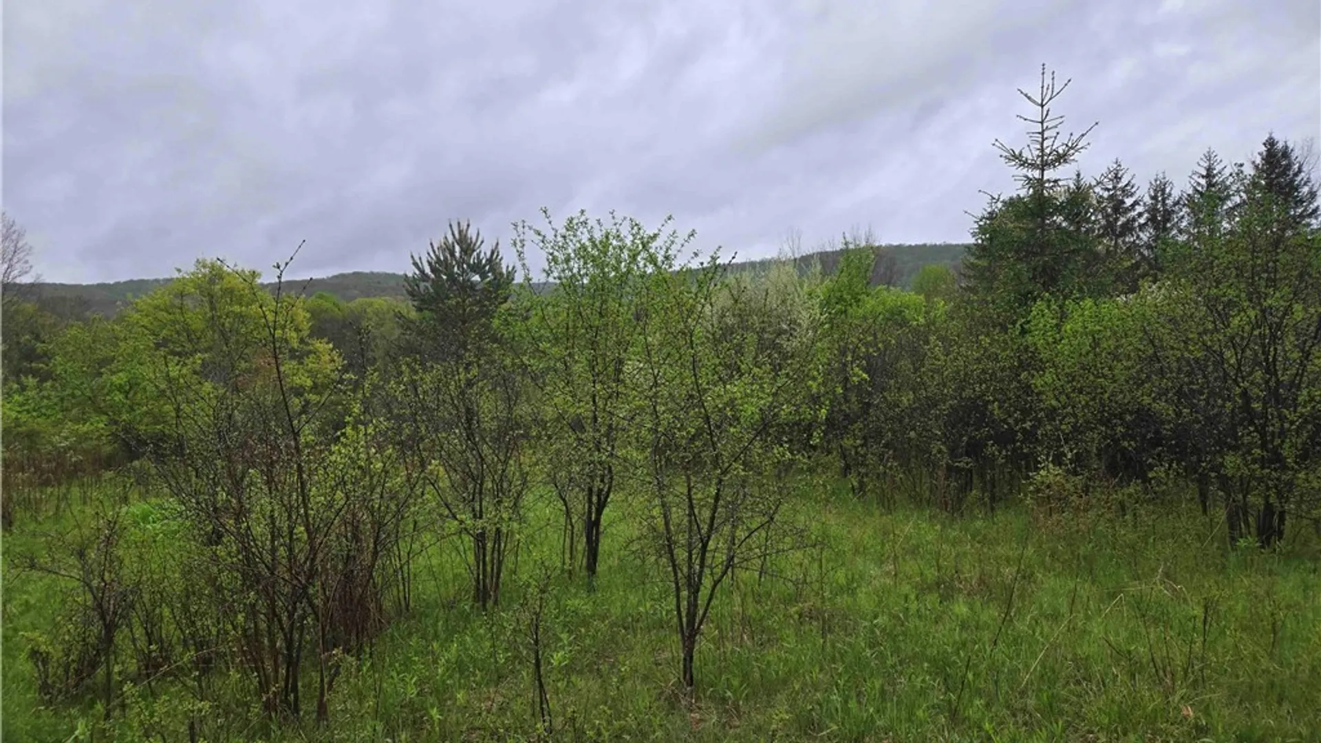 Property at 8935 Stout Road, Cuba, NY 14727 8