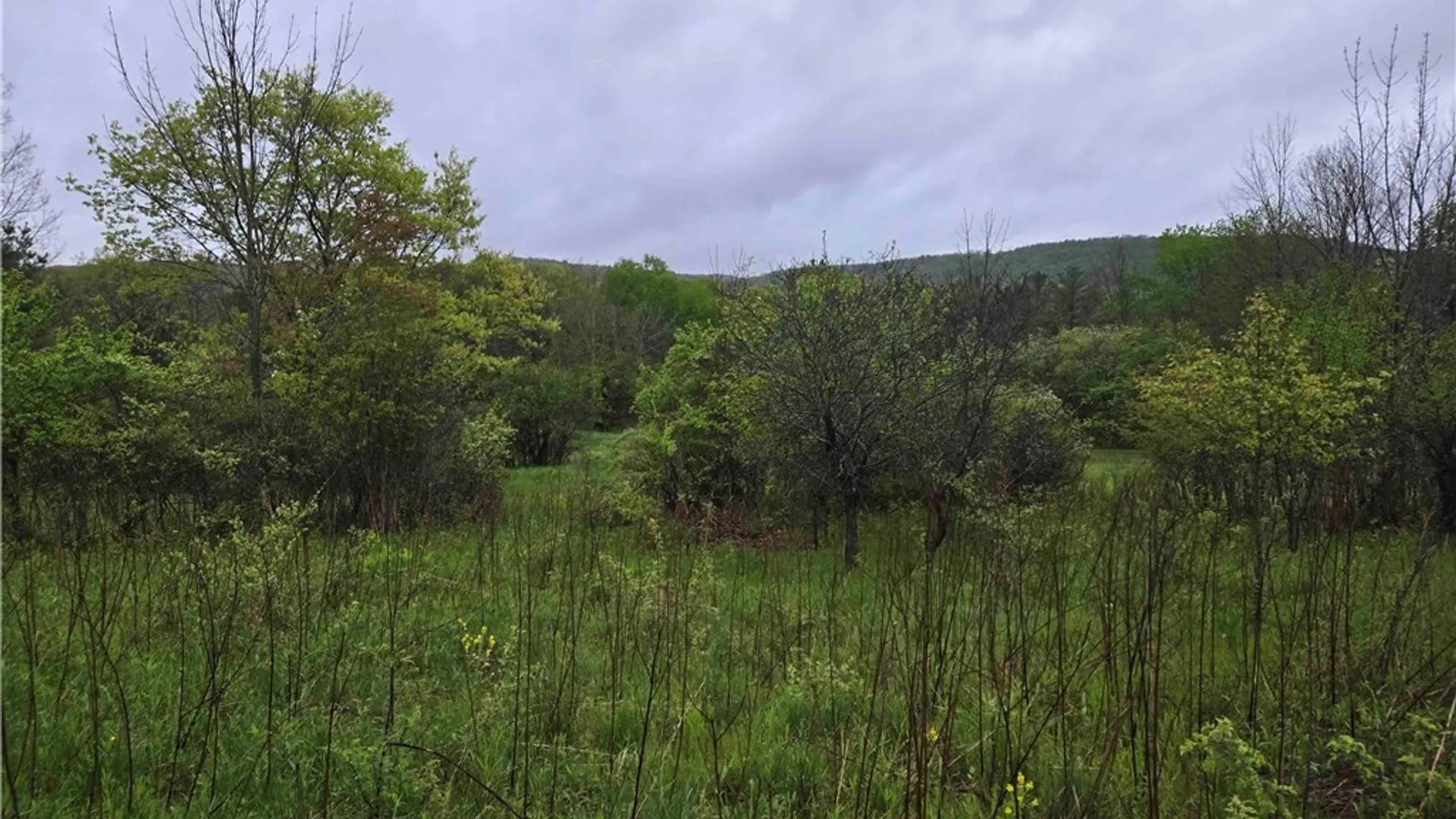 Property at 8935 Stout Road, Cuba, NY 14727 10