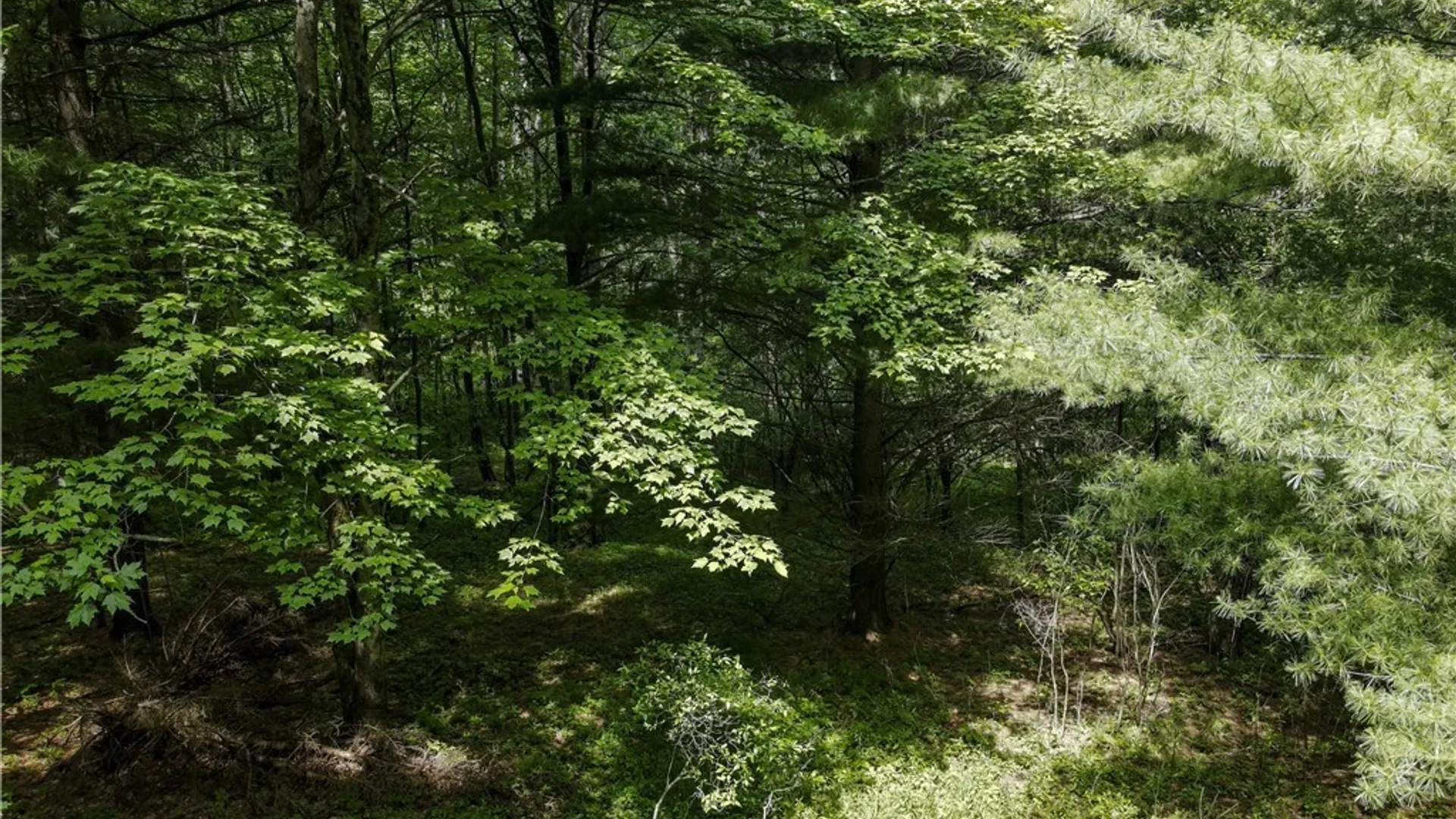 Property at 738 Four Mile Road, Allegany, NY 14706 16
