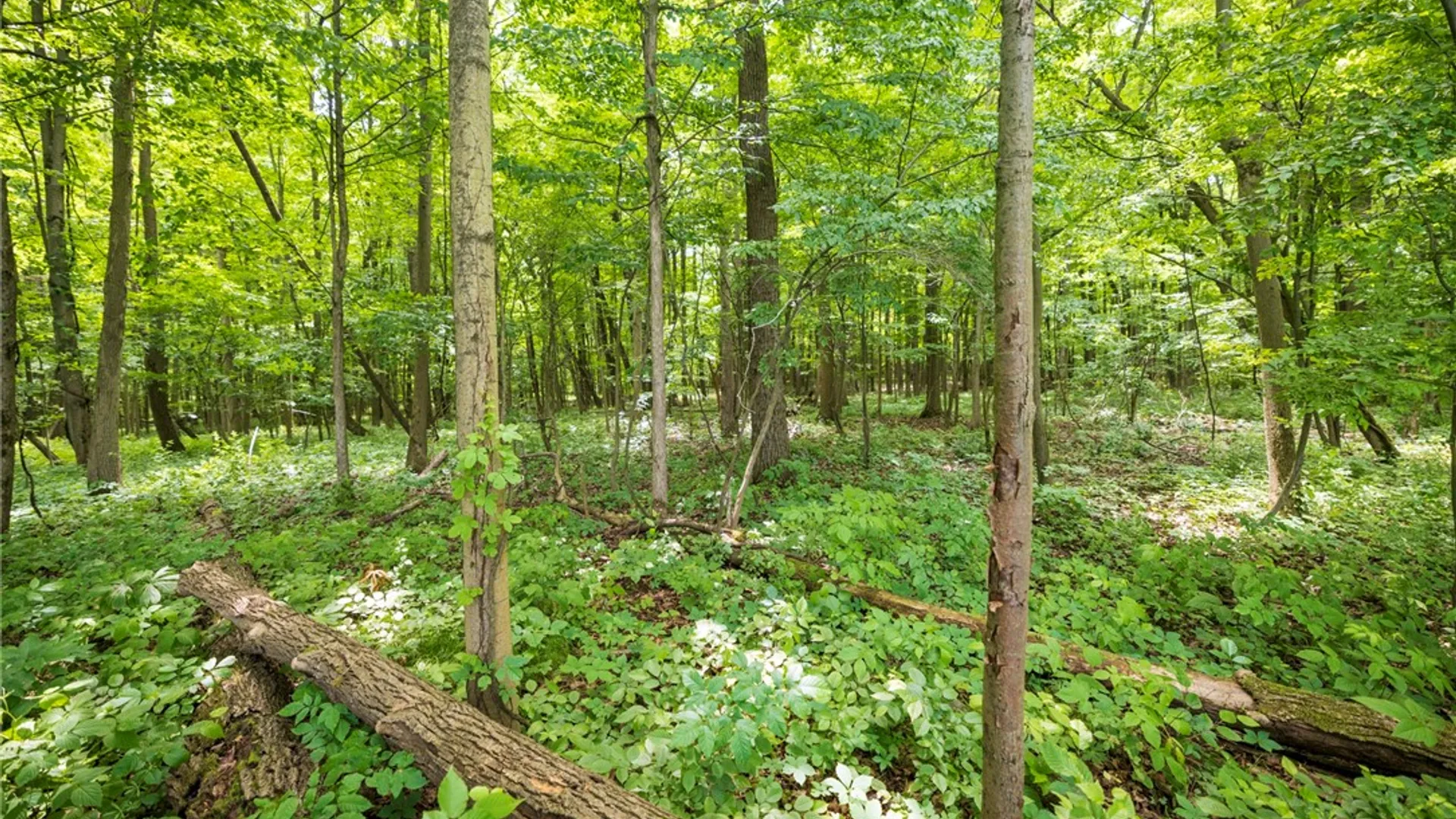 Property at Rush Scottsville Road, Rush, NY 14543 8